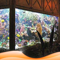 Aquariums 