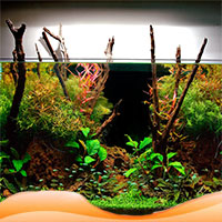 Planted aquariums