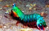 mantis shrimp