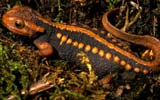 Tylototriton shanjing