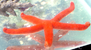 LINCKIA ORANGE