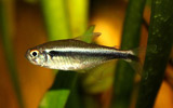 Black Neon Tetra