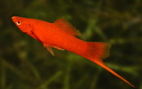 Swordtail