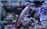 Elegant firefish