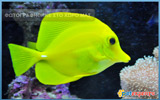 Yellow Tang