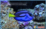 Blue Tang