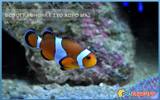 Clown Fish (Nemo)