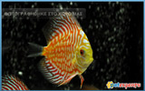 Orange Discus