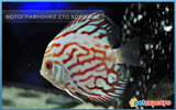 Red Discus