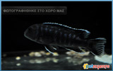 Johanni Cichlid - Melanochromis johannii