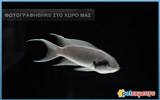 Albino Paradise Fish - Macropodus opercularis
