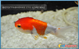 Red Cup Oranda - Carassius Auratus