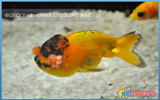 Yellow Black Oranda