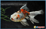 Calico Oranda - Carassius Auratus