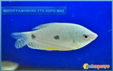 Silver Gourami