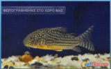 Sterba's Corydoras