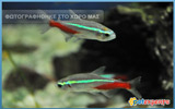 Neon Tetra