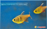 Serpae Tetra