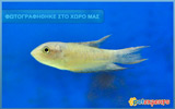 Fairy Cichlid