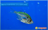 Colour Glassfish (Green)