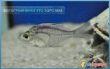 Colour Glassfish (Purple)
