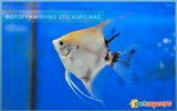 Angelfish Golden Diamond - ΑΓΓΕΛΟΨΑΡΟ