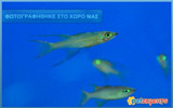 Microrasbora
