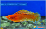 Orange Neon Sailfin