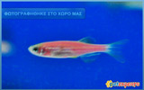 Pink Zebra Danio