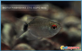 Red Eye Tetra