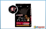 Pro Plan Adult Large Robust για μεγαλόσωμους ενήλικους σκύλους