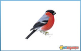 ΤΡΟΦΗ ΓΙΑ BULLFINCH 20 ΚΛ