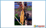 YELLOW MILLET FOXTAIL 25KG