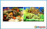 Decorative aquarium poster 9381