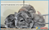 Chinchilla grey