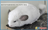 White Chinchilla