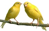 Canary yellow