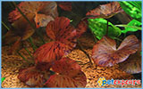 Live plant aquarium