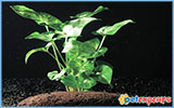 Live plant aquarium