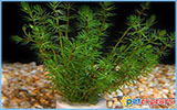 Live plant aquarium