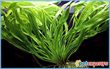 Live plant aquarium