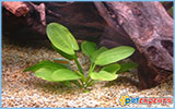 Live plant aquarium