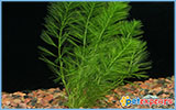 Live plant aquarium