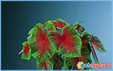 live aquarium plants - red heart