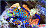 Mandarinfish