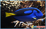 Blue Tang