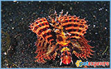 Dendrochirus brachypterus