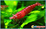 Red fire caridina