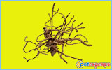 Natural/real mangrove roots for aquarium