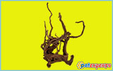 Natural/real mangrove roots for aquarium